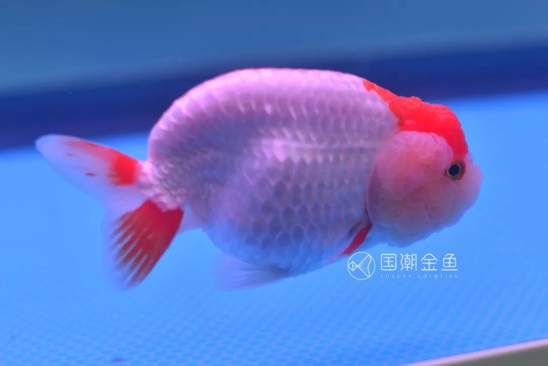 中国金鱼历史简介,中国金鱼鉴赏与文化