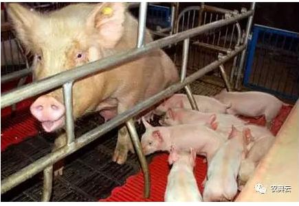 姣嶇尓浜у悗鐦棯濡備綍澶勭悊,姣嶇尓浜у悗鐦棯濡備綍娌荤枟