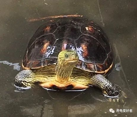 养龟知识大全视频,夏天养龟不死的知识