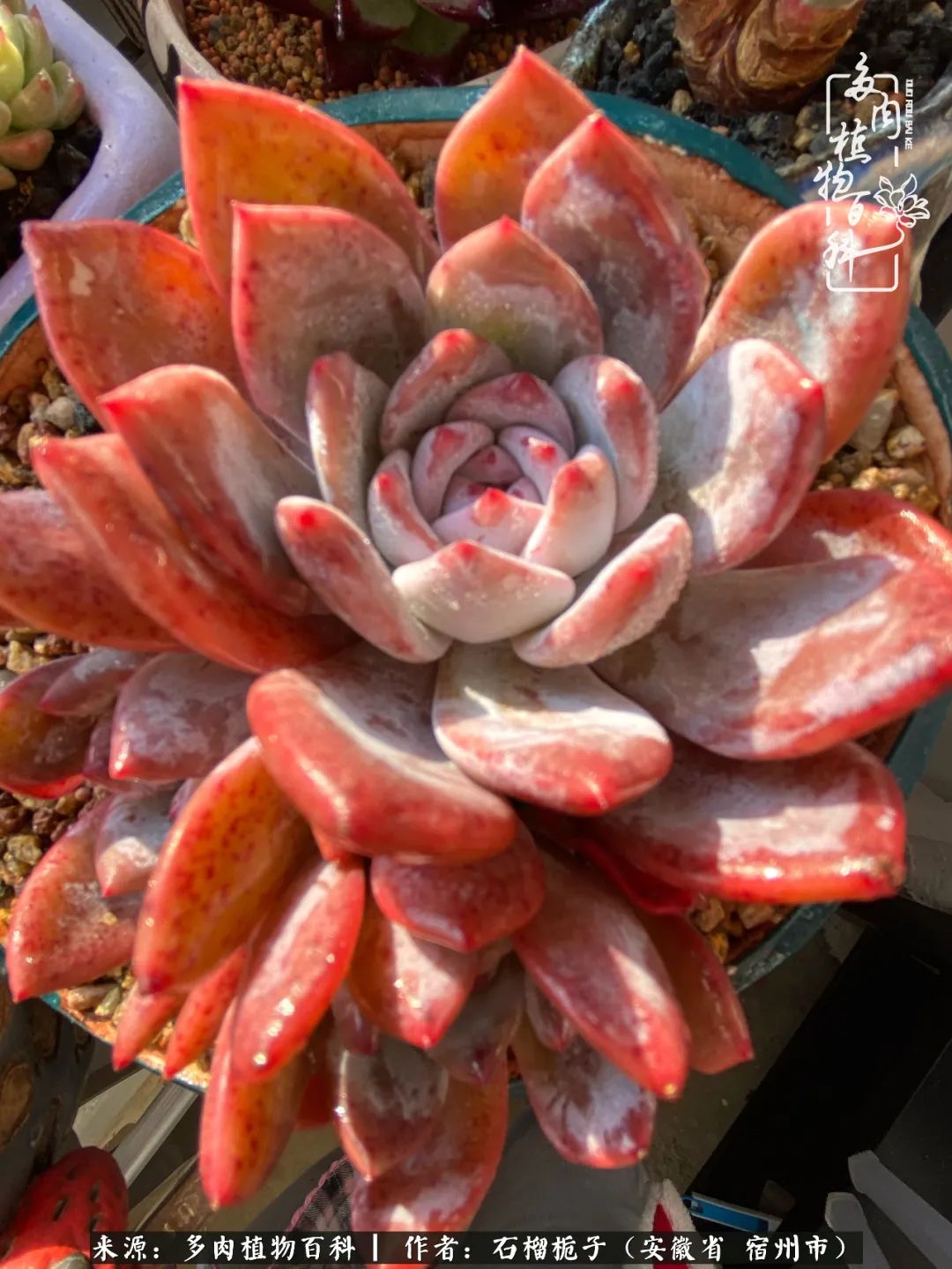 治愈系多肉：何以解忧，唯有多肉