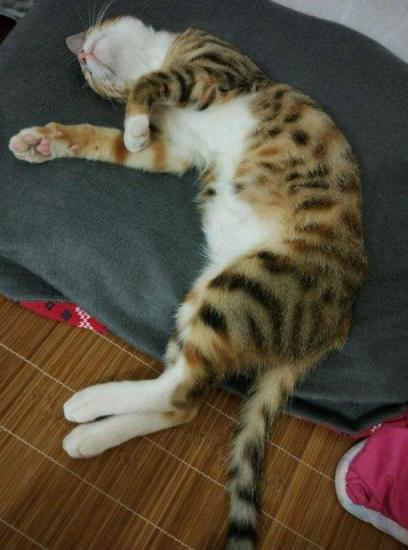 公猫肛门旁边有白点,公猫的肚皮有几颗小痘痘