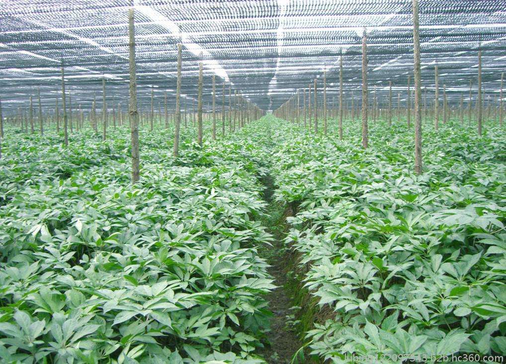 三七和金不换有什么区别,三七生长全过程原来是这样的