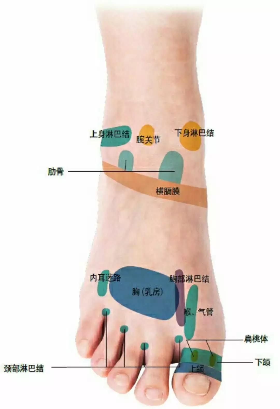 背诊图五脏六腑反射区,足部反射区解析大全