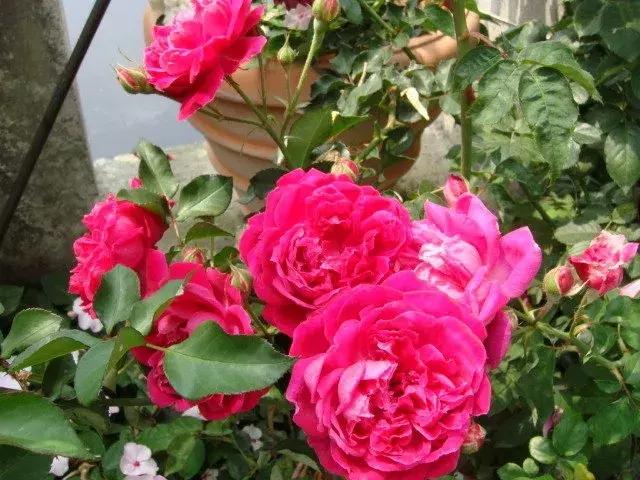 芦丹氏玫瑰陛下在哪里买,芦丹氏玫瑰陛下为什么绝版