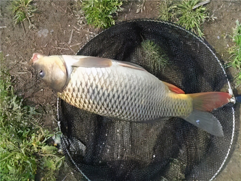 调五钓二和调四钓二哪个灵,调四钓二调漂技巧视频教程