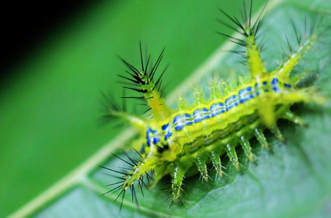 有没有一种虫子叫放屁虫,臭屁虫是什么样子的虫子