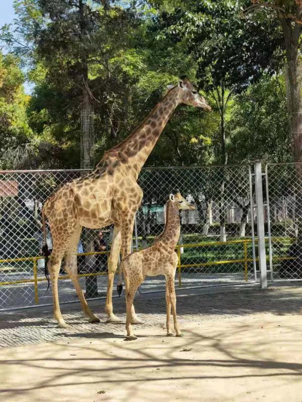 银川中山公园动物园梅花鹿,银川中山公园动物园