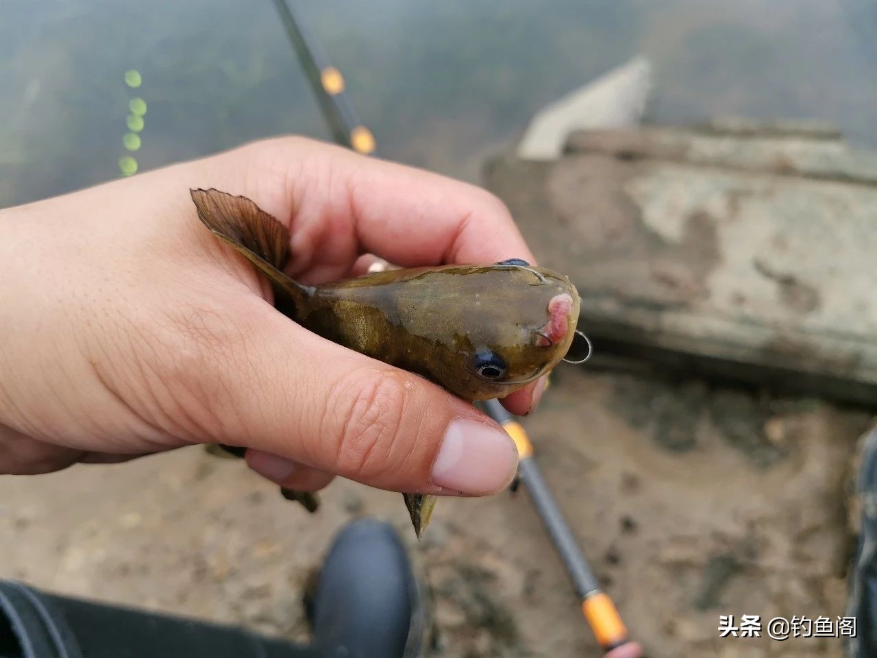 新手该怎么钓到鱼教程,初学者怎么才能钓到鱼