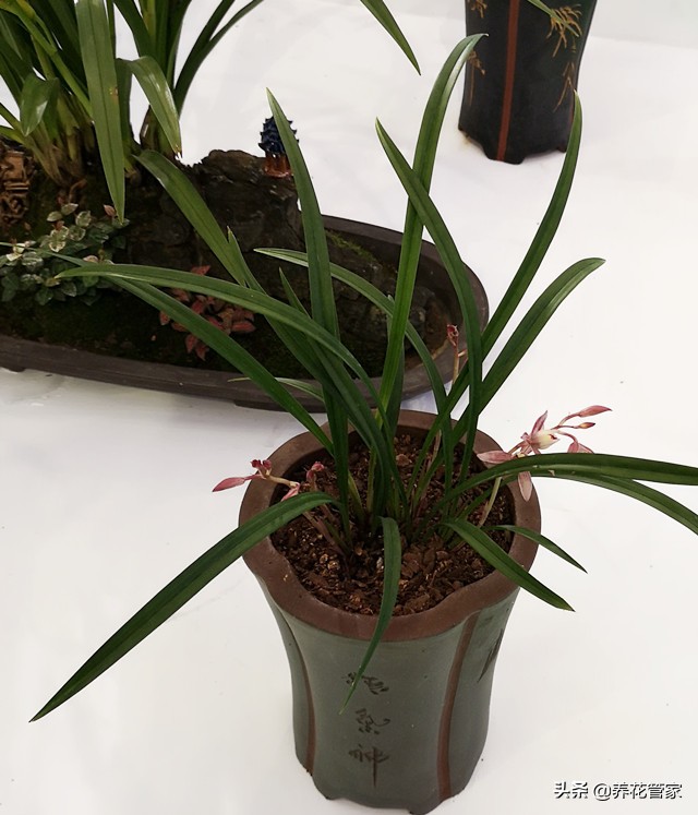 10大兰花品种你见过几个,兰花最好的十大品种