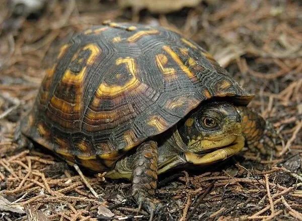 岁月是把杀猪刀？龟的成长中谁的变化大