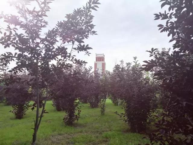 辽宁中医药大学杏林学院规模,辽宁中医学院杏林学院的排名