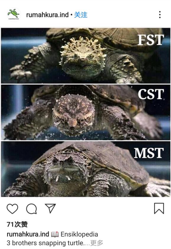 北美鳄龟和杂佛鳄龟分别的优势,北美鳄龟和佛鳄的区别谁更凶