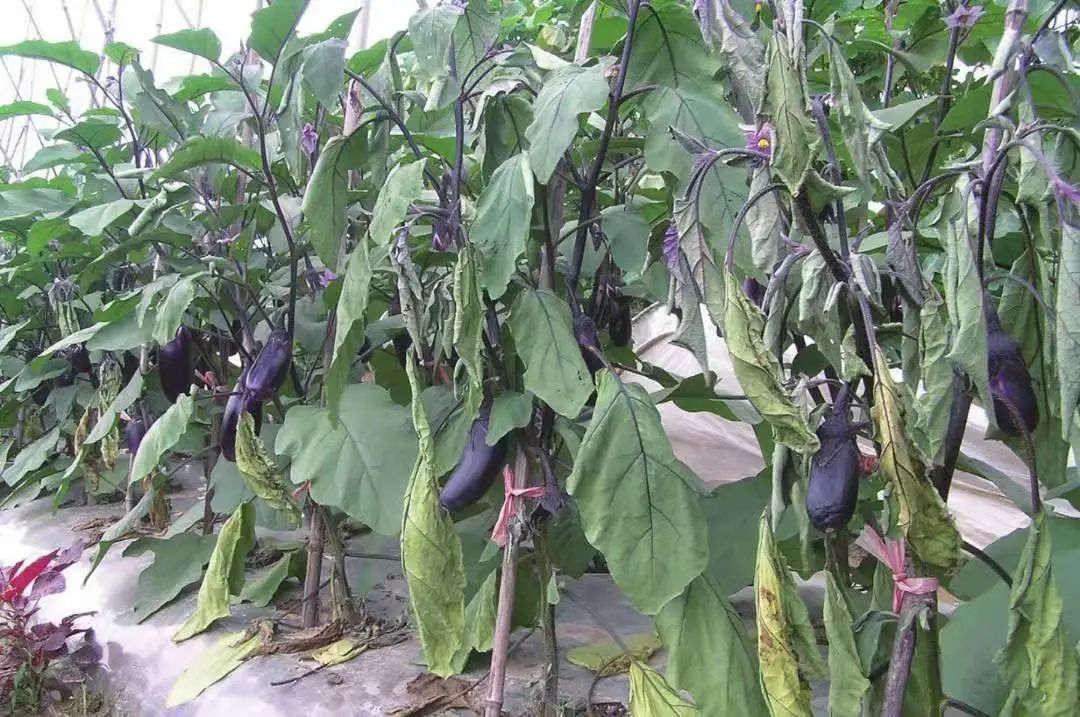 茄子病虫害早期症状,盆栽茄子落花落果什么原因