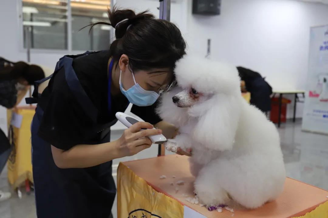 成绩公布！“品谱杯”GPGA第14届宠物美容师资格鉴定考试