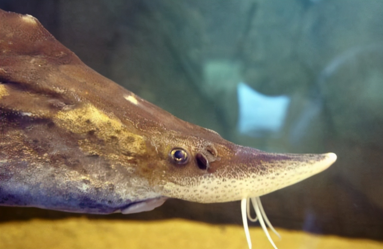 达氏鳇能活多少年,1028斤的巨型达氏鳇