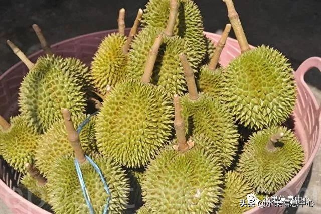 泰国最好的榴莲是什么榴莲,泰国榴莲与越南榴莲