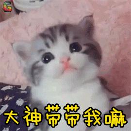 粘人的小奶猫,小奶猫守着铲屎官做作业