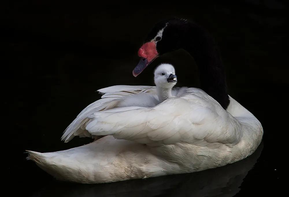 津门网司徒志文:广州动物园——黑颈天鹅