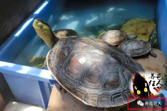 中华花龟和台湾花龟有什么区别,斑纹草龟和普通草龟的区别