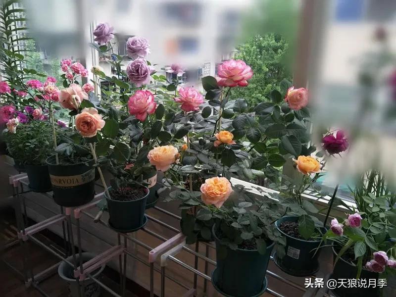 月季花是时候展现真正的技术了 (开春的第一波月季花就这么过去了)
