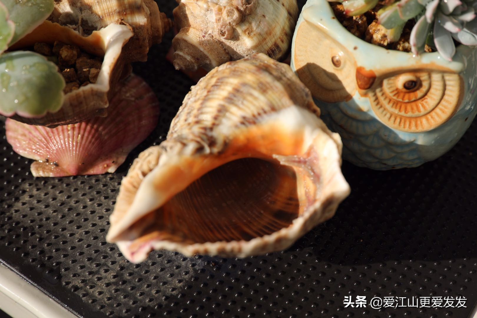 多肉海螺贝壳手工,生蚝壳做多肉盆