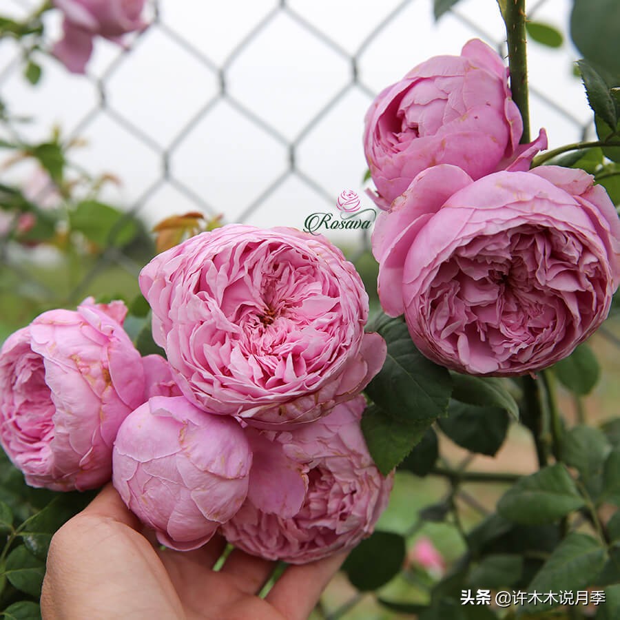 月季生病了用什么药效果好,月季可以打什么药预防