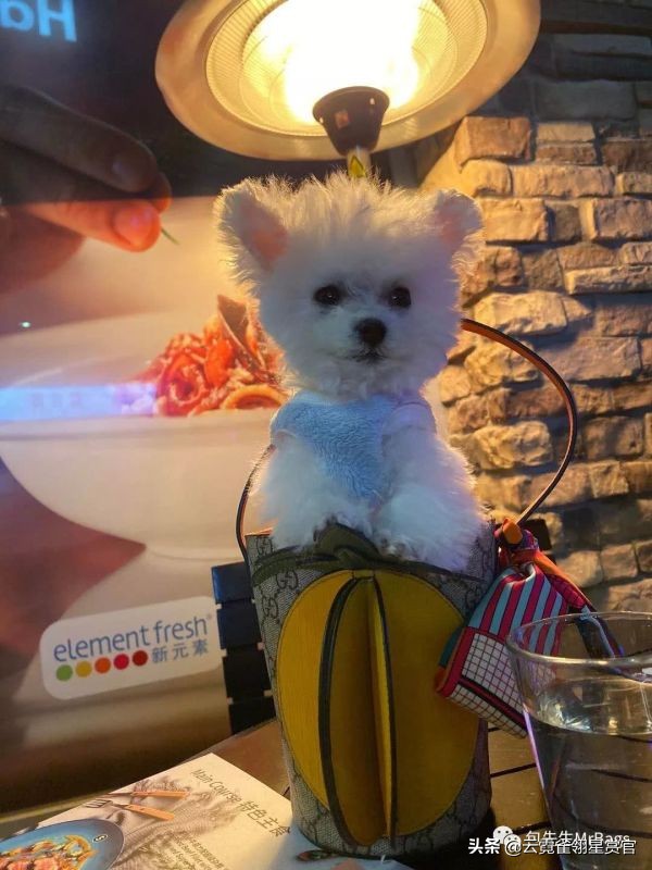 非常好看的宠物包,大家的包都带什么玩偶