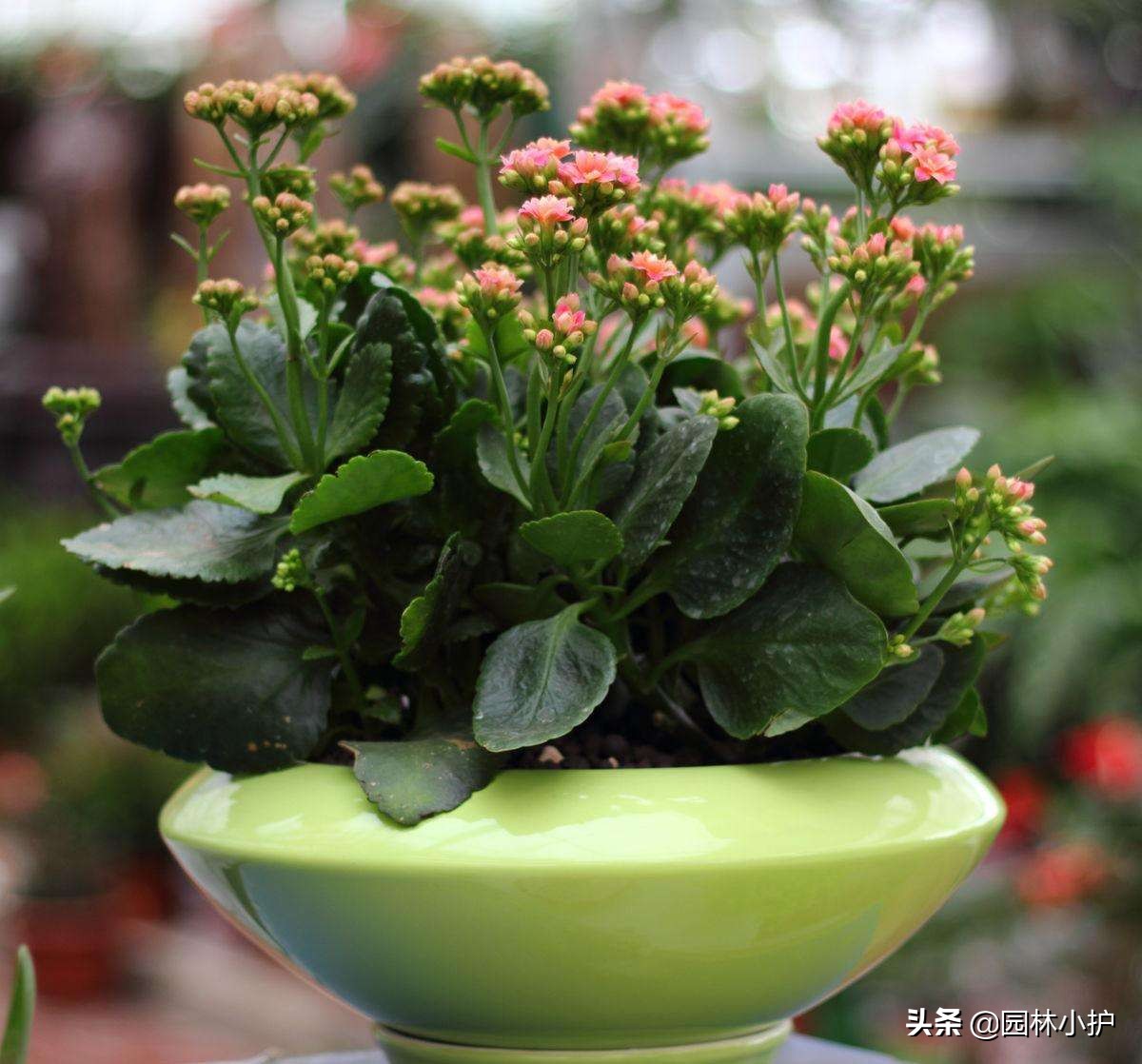 花草蔫了用了啥药,花草突然萎蔫后如何养护