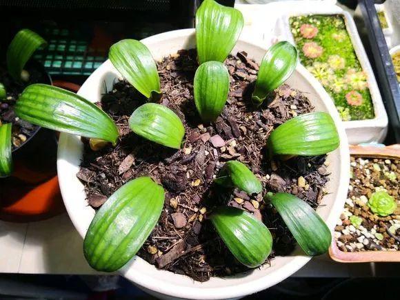 君子兰花盆里长黑色长毛,盆栽君子兰底下长小芽怎么回事