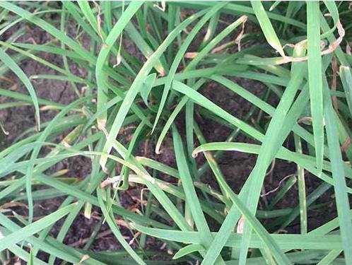 夏季韭菜干尖的原因及解决方案,天气高温韭菜黄叶怎么办