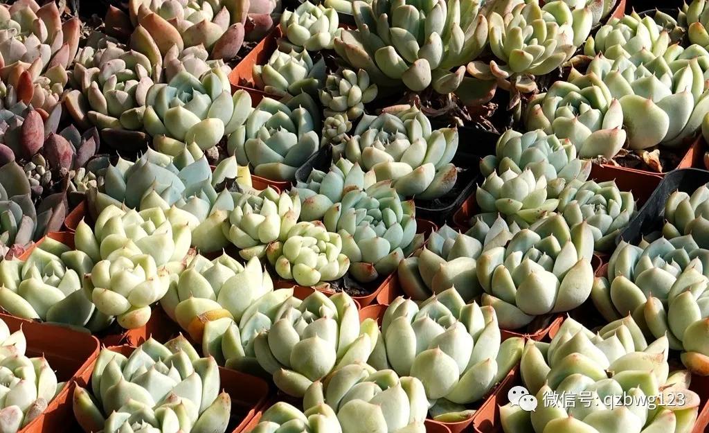 河北曲周多肉植物批发,曲周县西木多肉科技