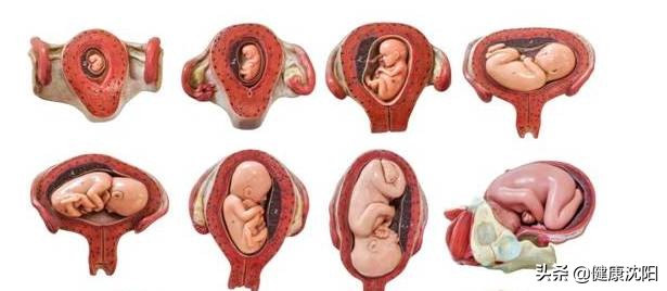 健康科普产后修复,盆底科普健康宣教小视频