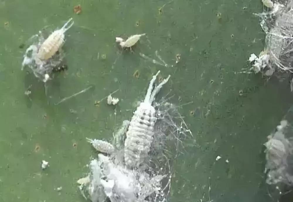 果树上蚧壳虫怎样彻底消灭,果树白色蚧壳虫怎样彻底消灭