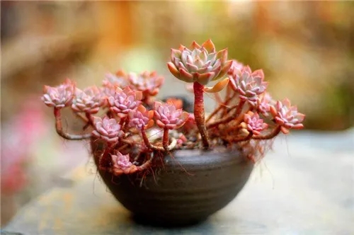 多肉老桩速成法根本用不了三五年,多肉怎么养成老桩小技巧
