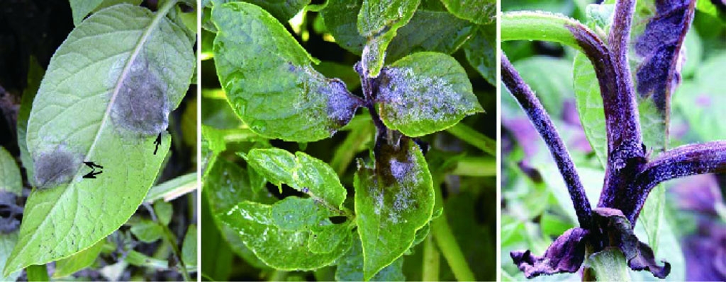 马铃薯种植面临的问题和风险,马铃薯低温种植危害