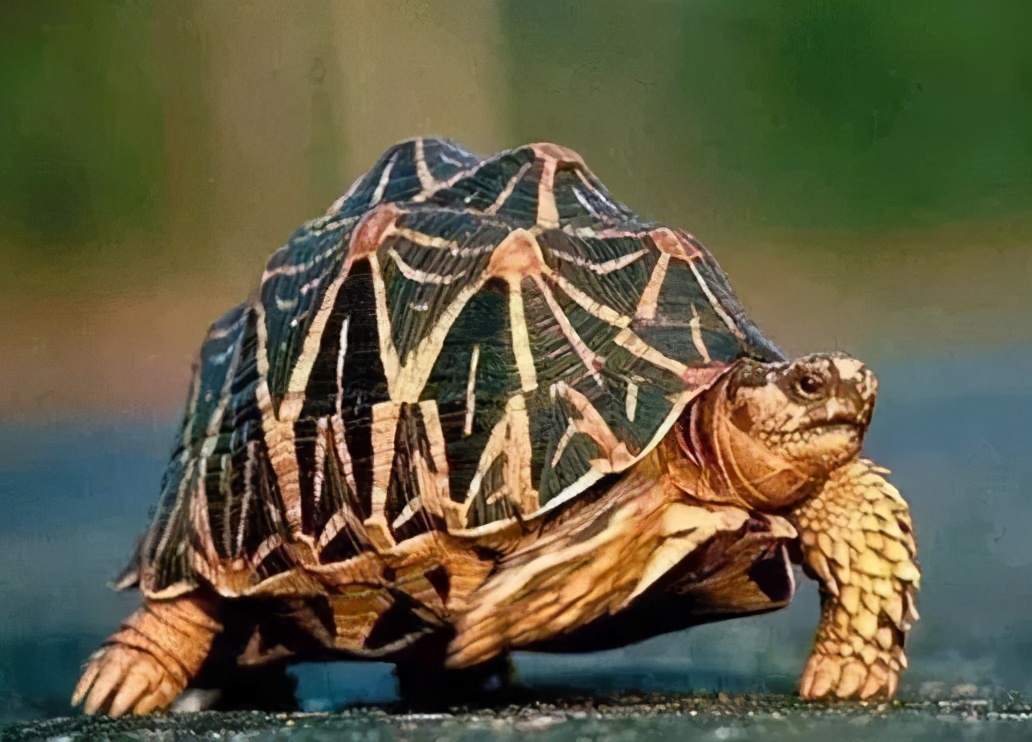 龟类纪录片,龟类图片