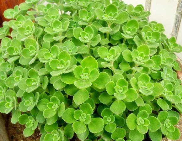 能吸甲醛的植物花卉,吸甲醛的十大植物有哪些