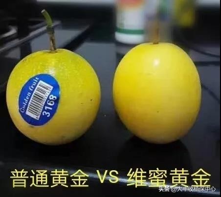 种植黄金果的高产技术,自家种植的黄金果