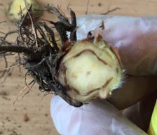 草莓炭疽病与根腐病是什么引起的,安徽草莓炭疽病零星发病怎么办