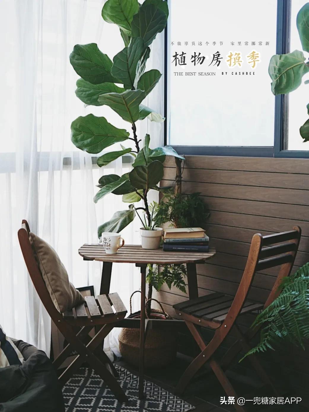 手残党绿植大全,给大家推荐几款超好养的绿植