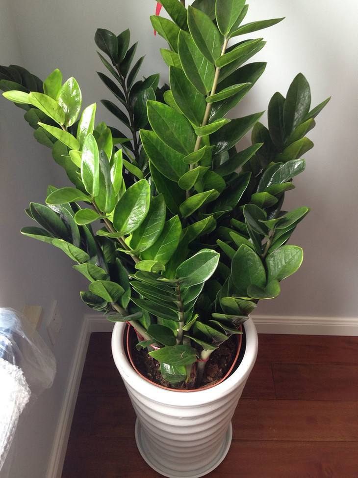 金钱树新枝叶片发黄,金钱树叶子发黄没有光泽怎么办