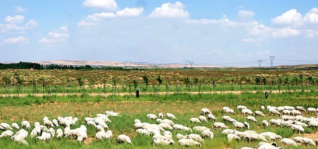 宁夏正宗的盐池滩羊,盐池滩羊都是内蒙的吗