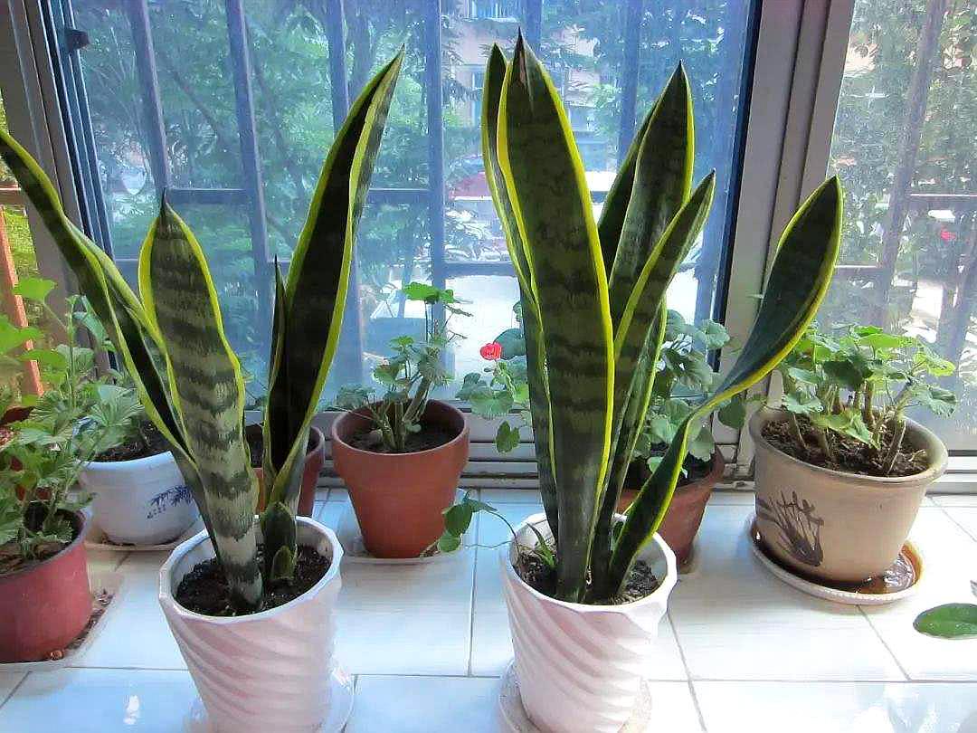 室内好养又好看大气的要买什么花,室内净化空气的花最好养哪几种