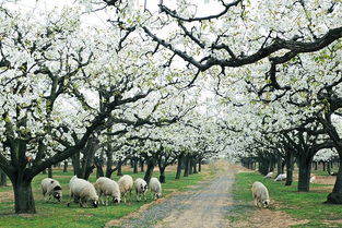 砀山县城市发展,梨都砀山万亩瓜果之乡