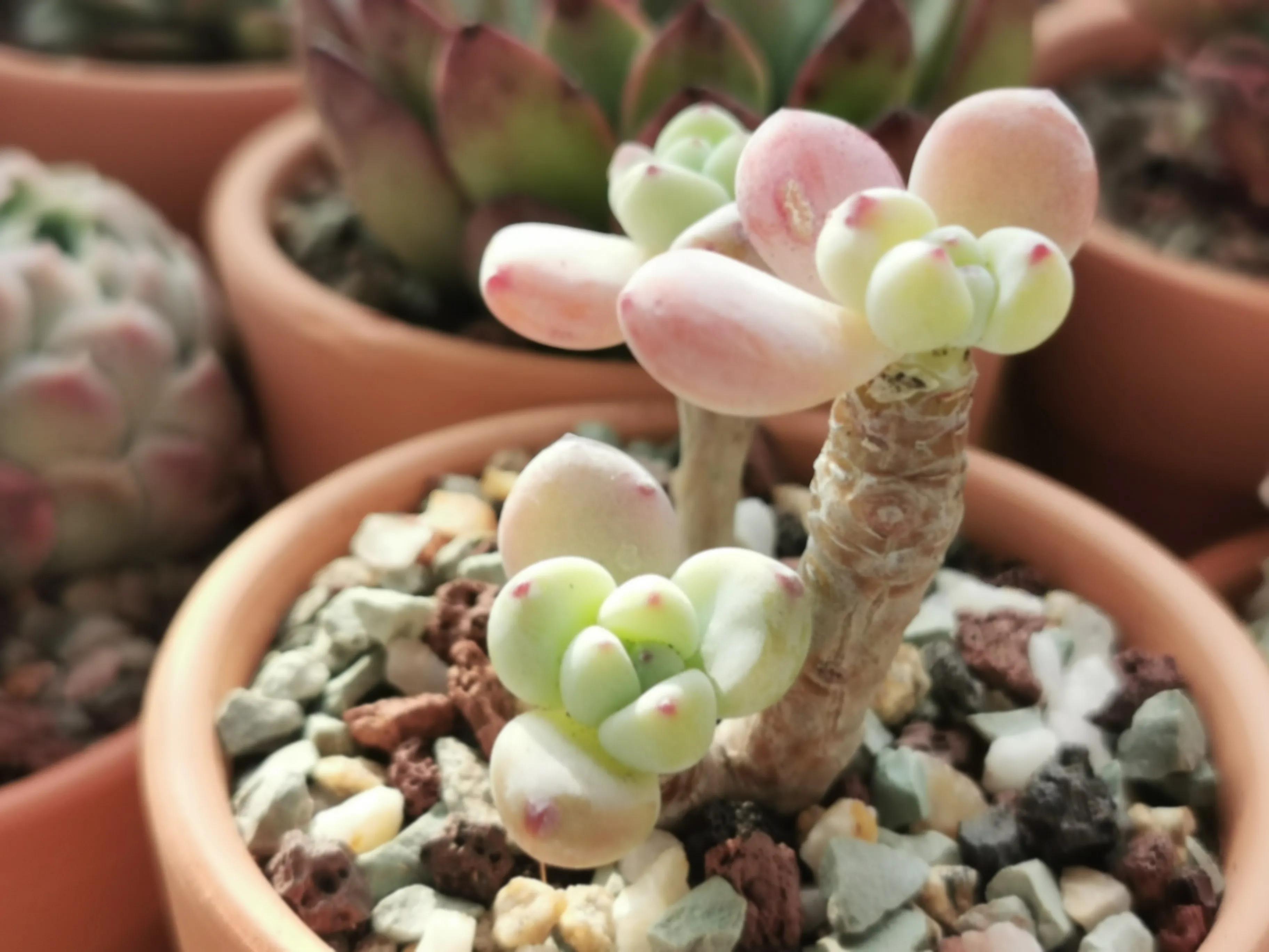 新购大单头多肉上盆,多肉品种大全大集合