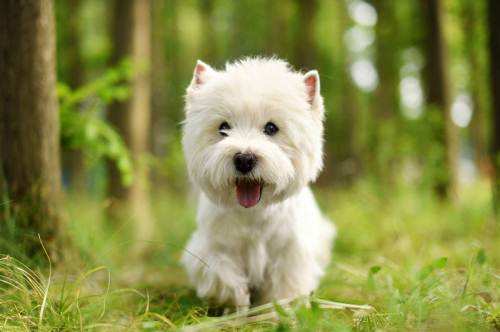 建议新手养的10种便宜狗狗不掉毛,十大适合家养的不掉毛狗狗有哪些