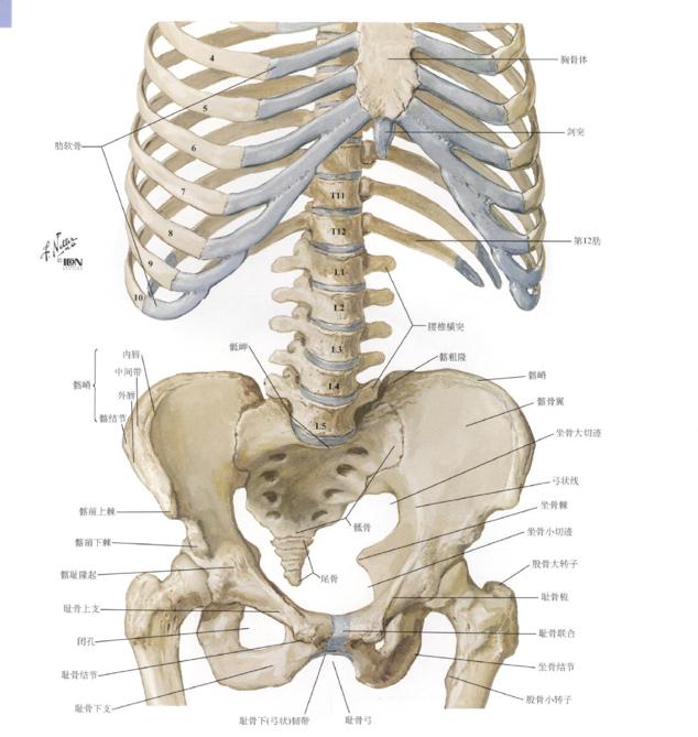 顽固性腰痛怎么治愈,困扰多年的腰疼问题终于搞清楚了