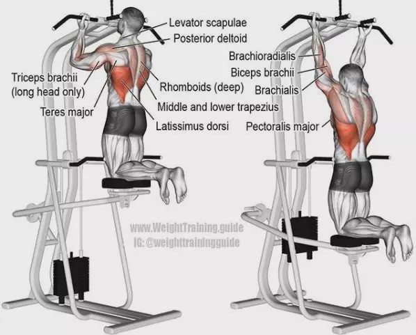 胸肩背臂腿腹训练动作,腰臀肌肉训练方法