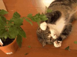 还有吸猫薄荷更严重的猫吗,有只猫吸了猫薄荷