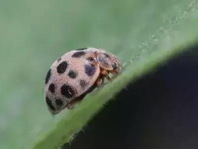 绿叶蔬菜防治地下害虫的方法,蔬菜害虫种类及防治ppt